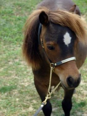 Tiny/Petite Yearling Filly Mini Horse - Miniature Horse