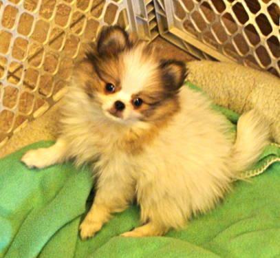 Tiny Pomeranian-Japanese Chin Cross Boy
