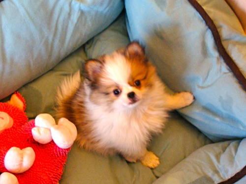 Tiny Pomeranian-Japanese Chin Cross Puppies