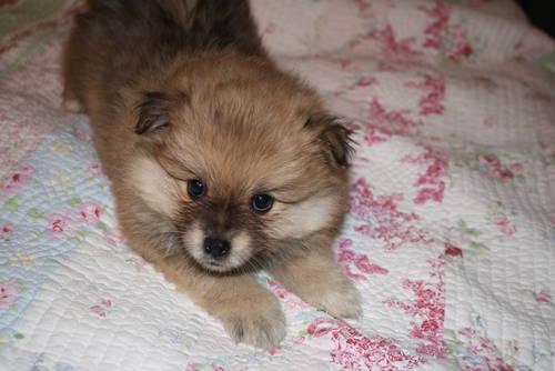 Tiny Pomeranian Pom Pups - Purebred and Adorable!
