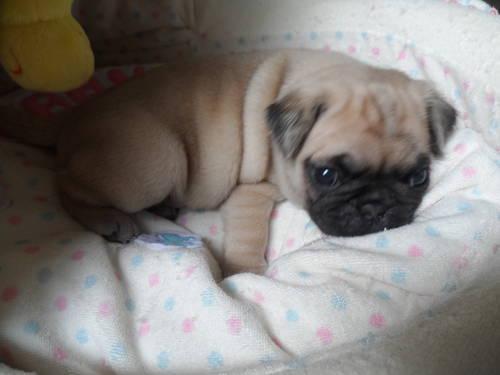 TINY PUG PUPPIES FOR SALE