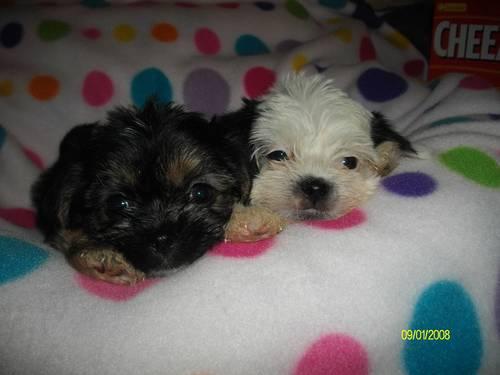 ## Tiny SHORKIE puppies,LAST TWO! ##