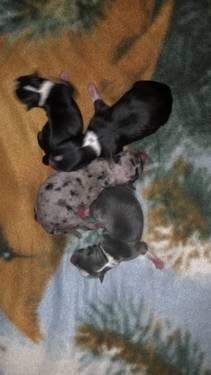 Tiny teacup chihuahuas (baby blues) ukc and akc