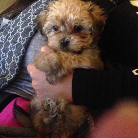 Tiny Teacup Morkie-poos RARE GOLD COLOR