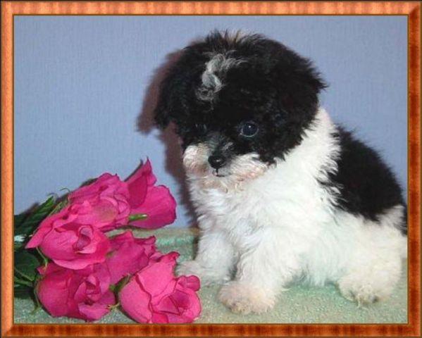 Tiny toy pati poodle rare markings