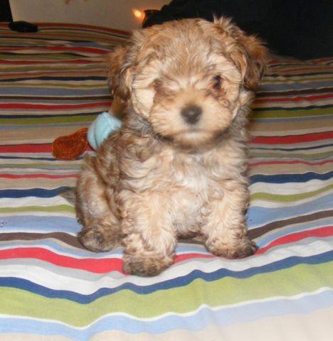Tiny YorkiePoo puppy