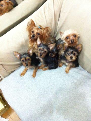 Tiny yorkies Available for adoption