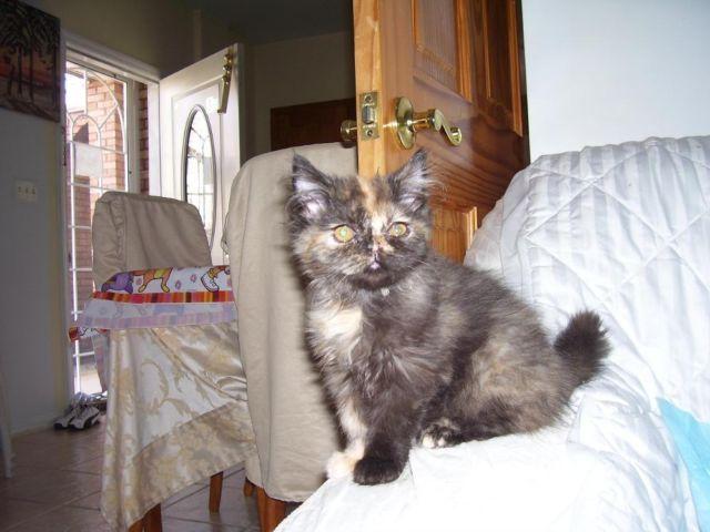 Tortoise shell Persian Kittens with CFA papers chocolate Tortie
