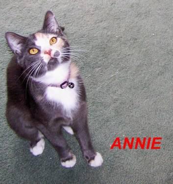 Tortoiseshell - Annie - Medium - Adult - Female - Cat