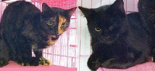 Tortoiseshell - Ginger & Scottie - Medium - Young - Female - Cat
