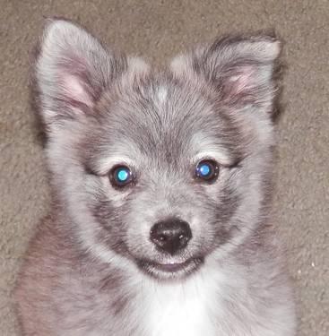 TOTALLY AWESOME MINIATURE HUSKY,WOLF PUPPY! LOTS OF PICS!