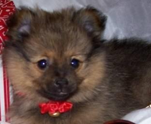 ~*TOY POMERANIAN PUPPIES*~ ready for forever homes*