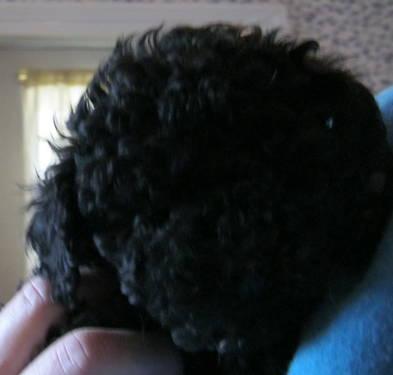 toy poodle adult