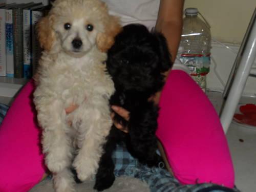 Toy Poodle and Shih Poo Puppies