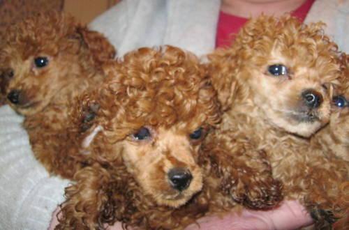 Toy poodle champain color... very cute!!