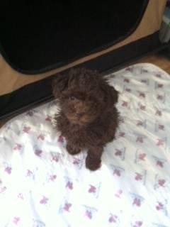Toy Poodle For Sale Chocolate