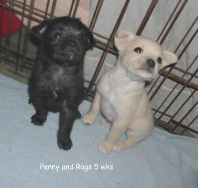Toy Poodle/Pug/Boston Terrier mix puppys 10 weeks old