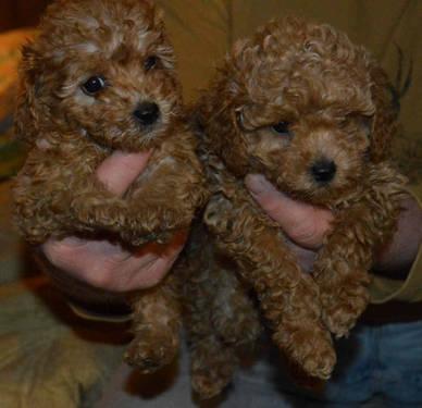 Toy Poodle Puppies 2 left