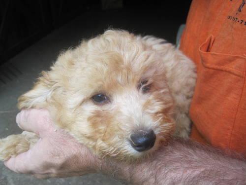 TOY POODLE PUPPIES CKC Registered $350.00