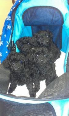 Toy poodle puppies - ready 1/25/13