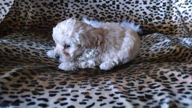 toy poodle puppy akc registered
