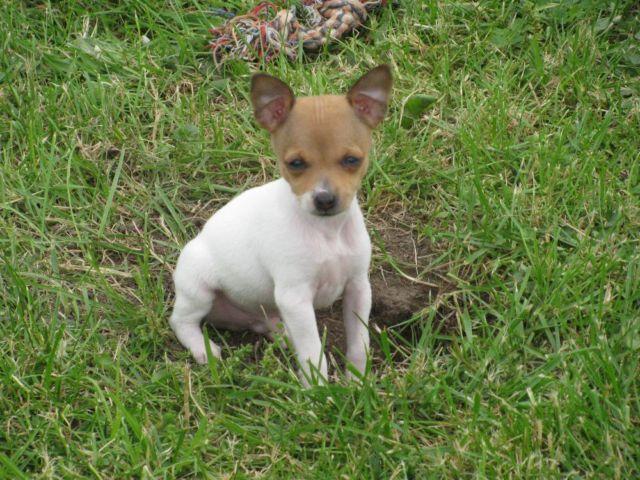 Toy Rat Terrier (Like a Toy Fox Terrier)