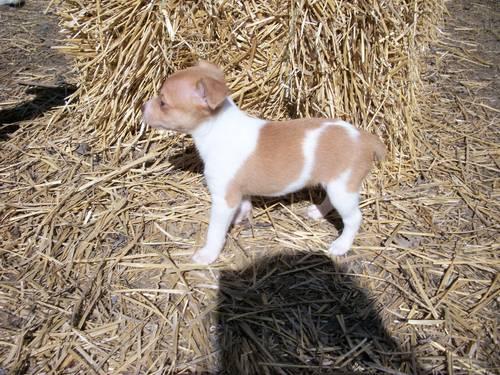 Toy Rat Terrier pup (10 weeks old) last one, ready now!!