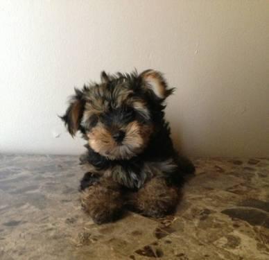 Toy size Yorkie Puppies