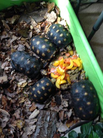 Trade/Sale $550 1.3 Adult & Sub Adult Red Foot Tortoises