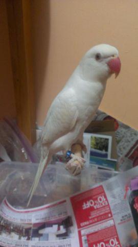 Trading/For Sale Albino Indian Ring Neck (Port Chester )