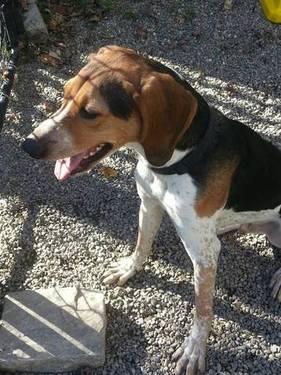 Treeing Walker Coonhound - Alpha - Large - Young - Male - Dog
