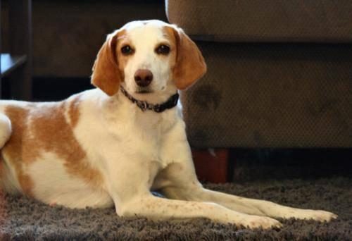Treeing Walker Coonhound - Honey Foster Home Needed Asap - Small