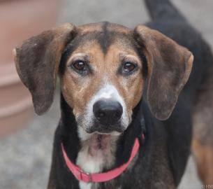 Treeing Walker Coonhound - Mya - Large - Young - Female - Dog
