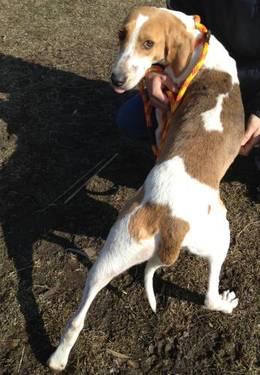 Treeing Walker Coonhound - Sissy - Large - Young - Female - Dog