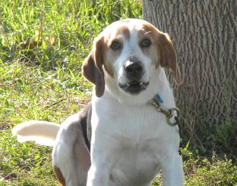 Treeing Walker Coonhound - Willie - Large - Young - Male - Dog