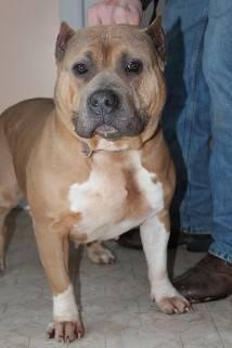 Trixie...Adorable 2 year old Female...Registered American Bully
