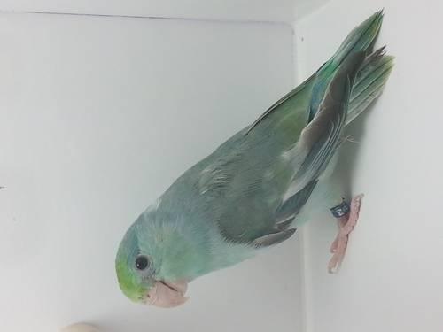 TURQUOISE PIED SPLIT CREAMINO PARROTLET FEMALE FOR SALE - BREEDING AGE