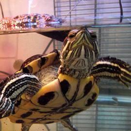 Turtle - Speedy - Medium - Adult - Scales, Fins & Other