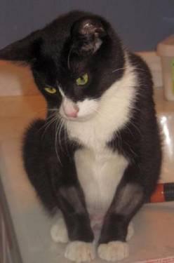 Tuxedo - Half Pint - Small - Young - Female - Cat