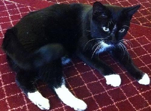 Tuxedo - Otis - Medium - Young - Male - Cat