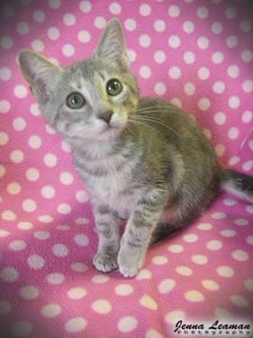 Tuxedo - Rose - Lap Cat - Medium - Senior - Female - Cat