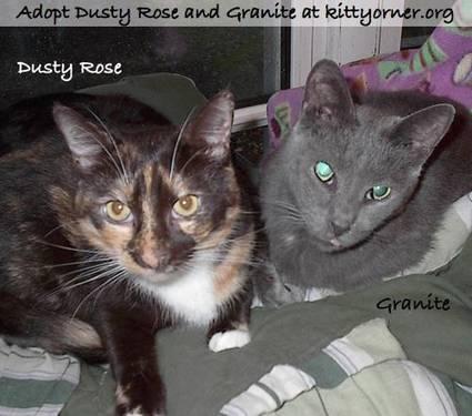 Tuxedo - Rose - Lap Cat - Medium - Senior - Female - Cat