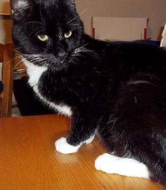 Tuxedo - Space Invader - Medium - Young - Male - Cat