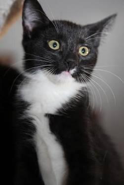 Tuxedo - Hank: Sweet Tuxedo Kitten - Medium - Young - Male - Cat