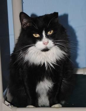 Tuxedo - Thelma - Small - Adult - Female - Cat