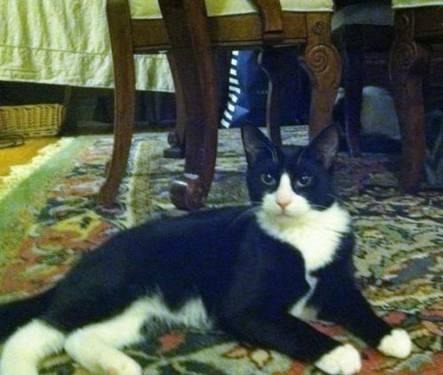 Tuxedo - Zachary - Medium - Young - Male - Cat