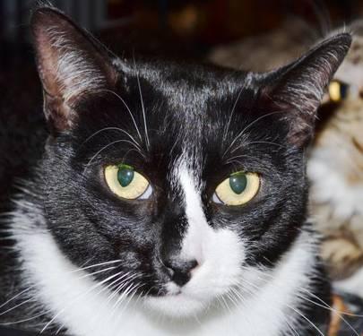 Tuxedo - Zena - Medium - Young - Female - Cat
