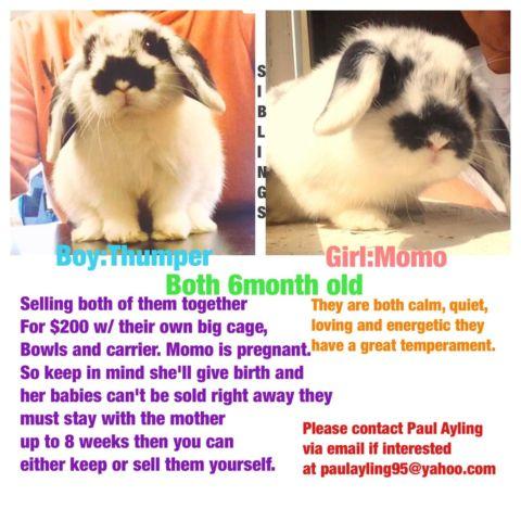 Two Adorable black and white bunnies for sale-6months old