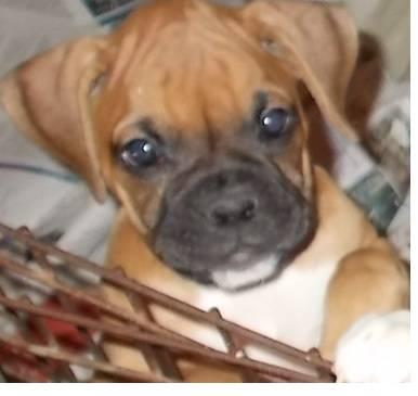 Two Adorable Purebred Boxer Pups! 10 weeks old!
