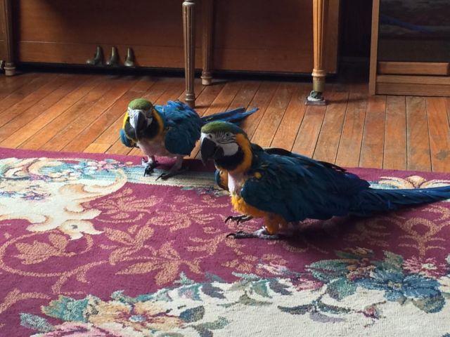 Two blue and gold macaws